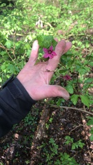 Rubus spectabilis