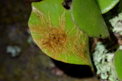 Philocryptica polypodii