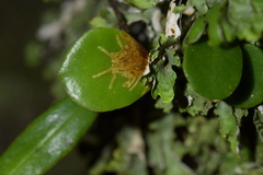 Philocryptica polypodii