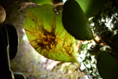 Philocryptica polypodii