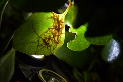 Philocryptica polypodii