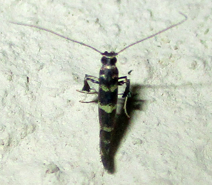 Ectropina