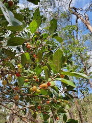 Cyclophyllum