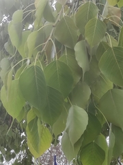 Ficus religiosa