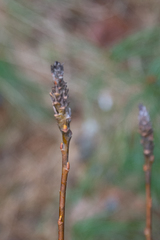 Rabdophaga salicistriticoides