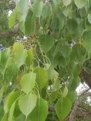 Ficus religiosa
