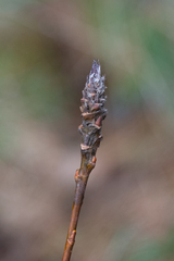Rabdophaga salicistriticoides