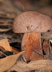 Sutorius australiensis