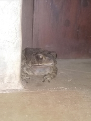 Duttaphrynus melanostictus