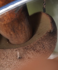 Sutorius australiensis