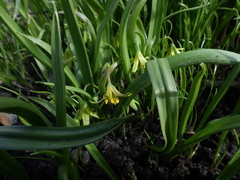 Gagea lutea