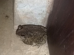 Duttaphrynus melanostictus