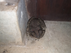 Duttaphrynus melanostictus