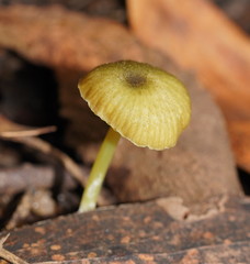 Entoloma rodwayi