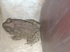 Duttaphrynus melanostictus