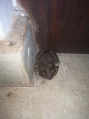 Duttaphrynus melanostictus