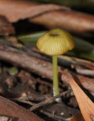 Entoloma rodwayi