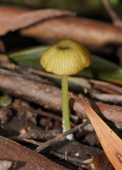 Entoloma rodwayi