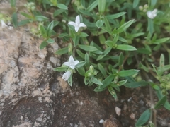 Oldenlandia corymbosa