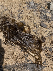 Undaria pinnatifida