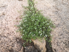 Oldenlandia corymbosa