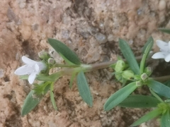 Oldenlandia corymbosa