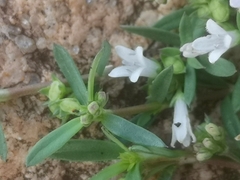 Oldenlandia corymbosa