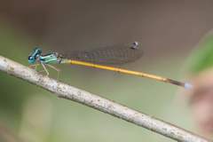 Minagrion waltheri