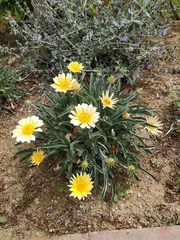 Magnoliopsida