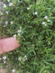 Oldenlandia corymbosa