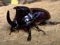 Megaceras