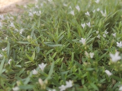 Oldenlandia corymbosa