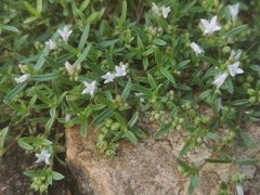 Oldenlandia corymbosa