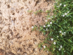 Oldenlandia corymbosa