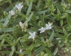 Oldenlandia corymbosa