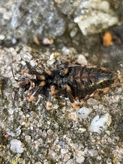 Sphedanocoris sabulosus