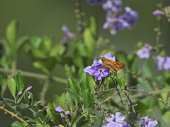 Lepidoptera