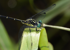 Austrogomphus bifurcatus