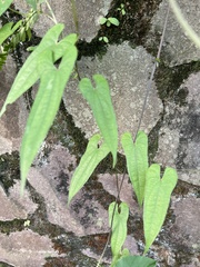 Dioscorea japonica oldhamii