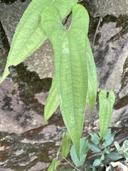 Dioscorea japonica oldhamii