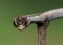 Aethalochroa