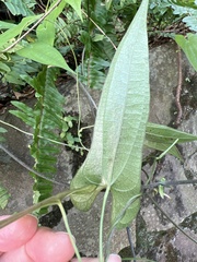 Dioscorea japonica oldhamii
