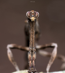 Aethalochroa