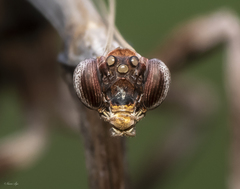 Aethalochroa
