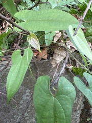 Dioscorea japonica oldhamii