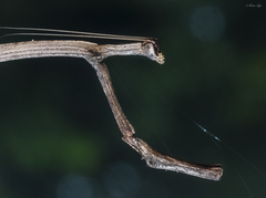 Aethalochroa