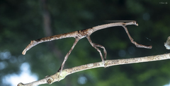 Aethalochroa