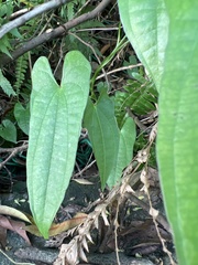 Dioscorea japonica oldhamii
