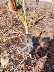 Magnoliopsida
