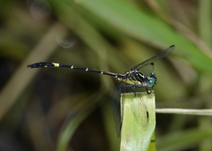Austrogomphus bifurcatus